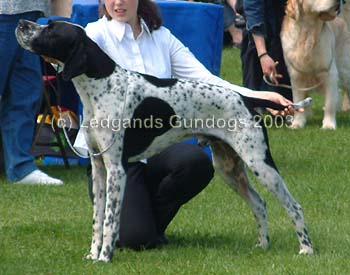 Limit Dog